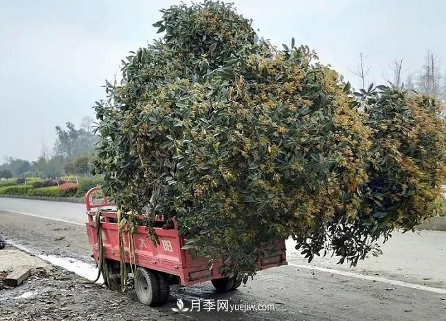 看葉子如何區(qū)分桂花樹的品種(圖2)