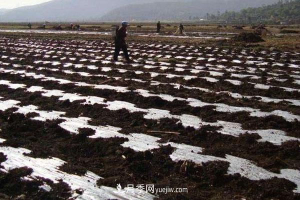 什么樣的土質(zhì)適合種植灌木植物(圖1)