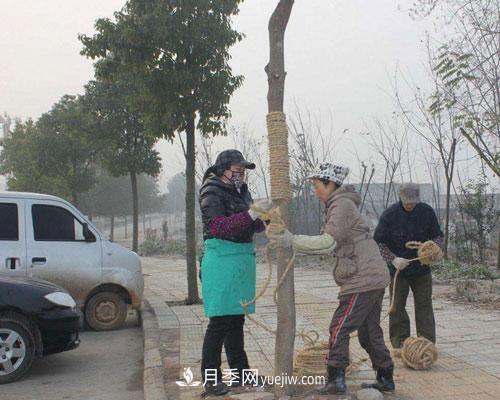 園林綠化中草繩繞樹干的長度和用量怎么計算(圖1)