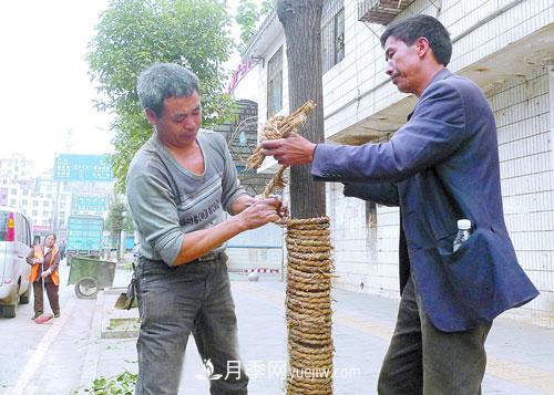 園林綠化中草繩繞樹干的長度和用量怎么計算(圖2)