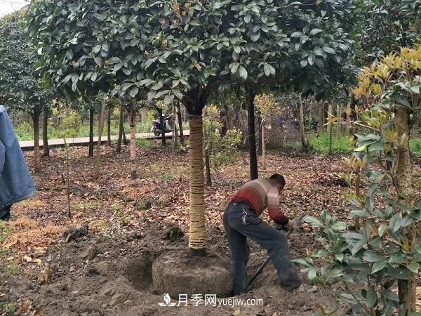 南陽桂花基地：移植大桂花樹需要注意什么(圖2)