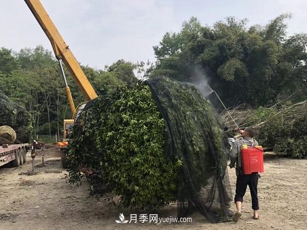 南陽桂花基地，桂花移植的***佳時機(jī)是什么時候(圖3)