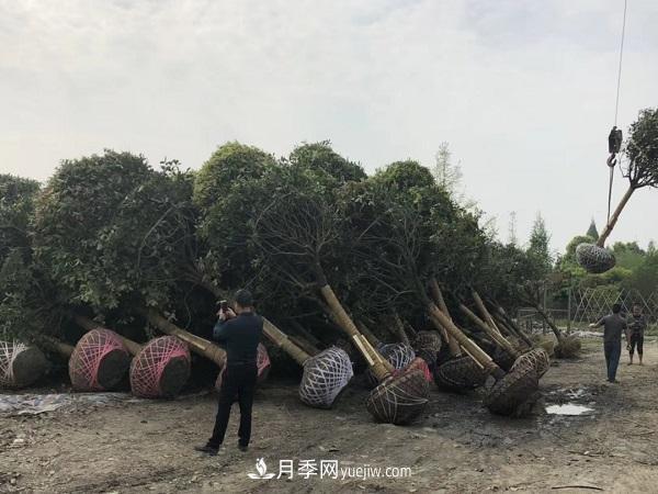 南陽桂花基地，桂花移植的***佳時機(jī)是什么時候(圖2)