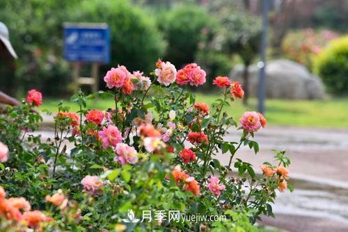 200多種月季花，花卉新品種豐富壽光城市園林色彩(圖1)