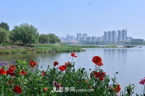 200多種月季花，花卉新品種豐富壽光城市園林色彩(圖2)