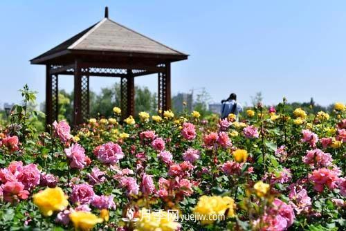 200多種月季花，花卉新品種豐富壽光城市園林色彩(圖3)