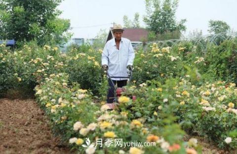 開封尉氏十八里鎮(zhèn)：月季花開滿園香 帶貧增收顯成效(圖1)