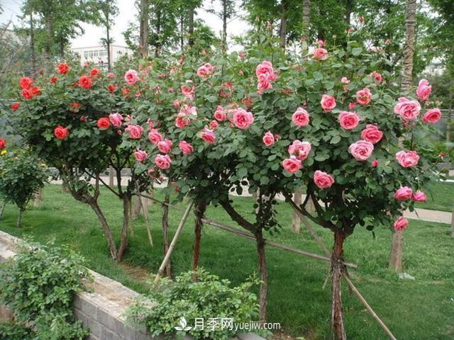 游園花壇種植樹狀月季時(shí)應(yīng)該注意什么(圖1)