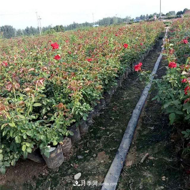 盆栽月季花如何養(yǎng)護(hù)(圖1)