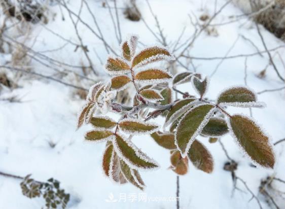 盆栽月季花冬季管理必知，修剪、防凍、防風(fēng)(圖2)