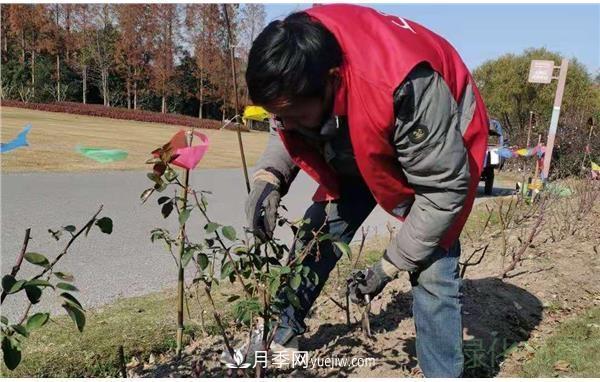 上海濱江森林公園進(jìn)行月季冬修(圖3)