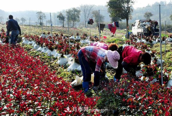 南陽(yáng)紅葉石楠，多元造型與養(yǎng)護(hù)，低端苗木玩出高大上(圖2)