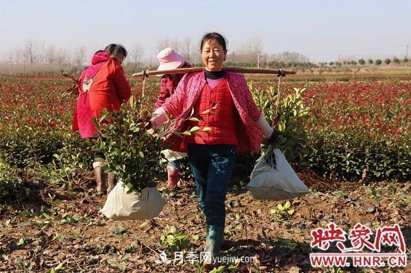 信陽潢川：萊新苗木基地輻射帶貧 幫助百姓就地挖金(圖2)