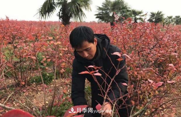 安徽鳳陽：一村一品特色種植業(yè) 種出幸?；?圖1)