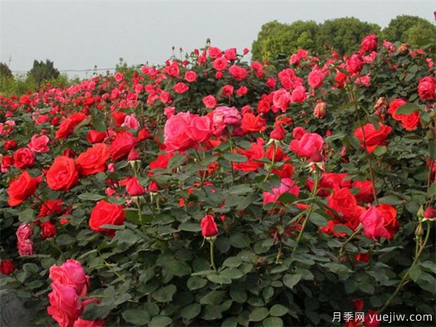 養(yǎng)紅色樹狀月季不必太麻煩，知道這三點就好了(圖1)