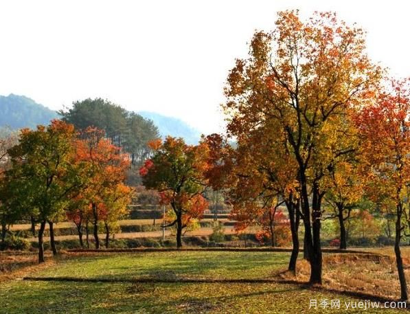 烏桕的園林應用、分布范圍、價格和前景(圖1)