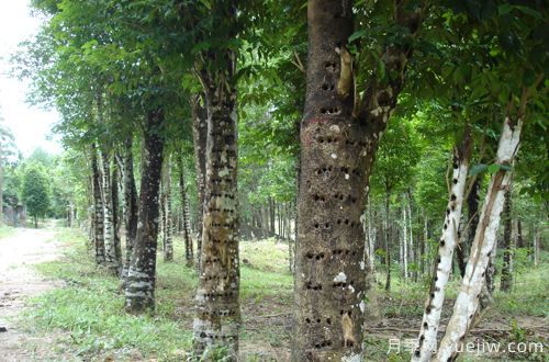 中國(guó)十大珍貴樹(shù)種，名貴樹(shù)木(圖1)