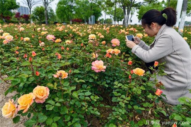 園林植物配置原則和藝術(shù)手法(圖1)