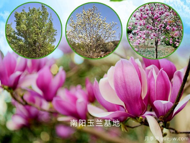 為什么紅玉蘭花比白玉蘭花開花晚呢？(圖1)