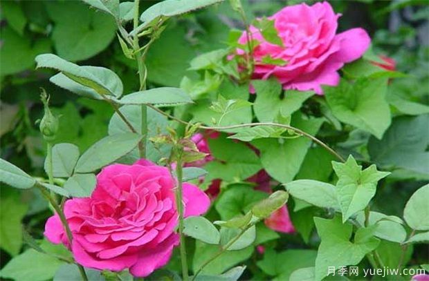 藤本月季和藤本薔薇哪個比較好養(yǎng)？薔薇養(yǎng)殖與注意事項(圖1)