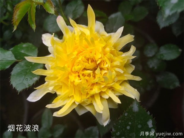 推薦花香花大的大花月季十大品種(圖3)