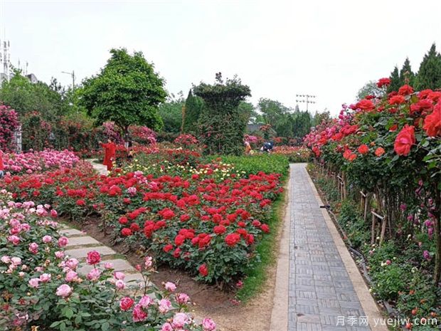 國(guó)家公園建設(shè)，將帶動(dòng)這些苗木的需求市場(chǎng)(圖1)