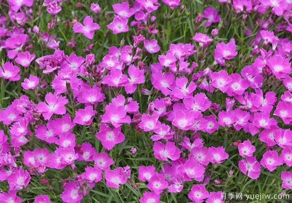 幾種讓花園充滿浪漫色彩的粉色花卉，滿足少女心(圖10)