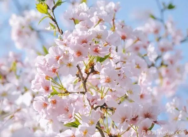 幾種讓花園充滿浪漫色彩的粉色花卉，滿足少女心(圖1)