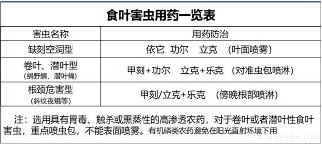 如何提高景觀花卉高發(fā)蟲害的防治效果？(圖2)