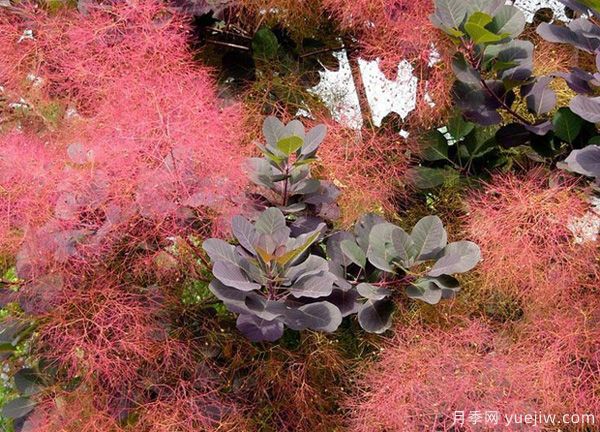 庭院適合種哪些花卉植物？冬天來了更漂亮(圖3)