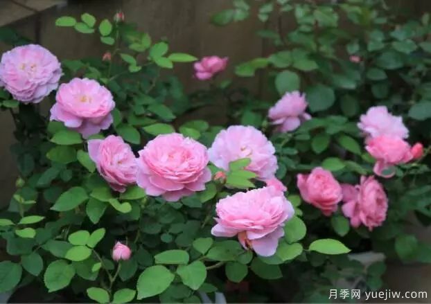 月季花種子播種，月季花養(yǎng)殖方法(圖1)