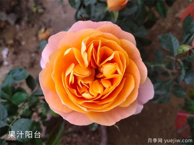 推薦十款花期***長的月季品種，賞花享四季(圖10)