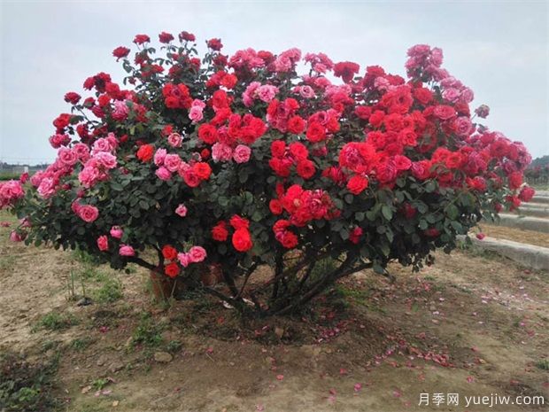 月季花苞到開花要多久？影響因素是什么(圖1)