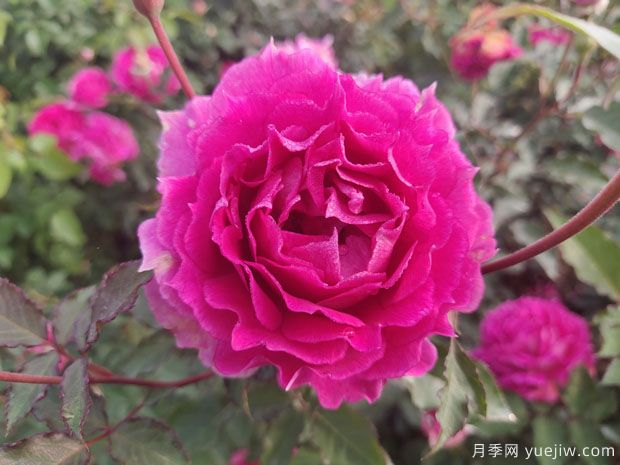 推薦8種微型月季，開(kāi)花勤濃香型，適合陽(yáng)臺(tái)養(yǎng)花(圖1)