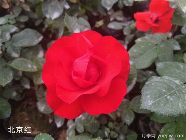 養(yǎng)花怎樣調(diào)節(jié)光照？(圖1)