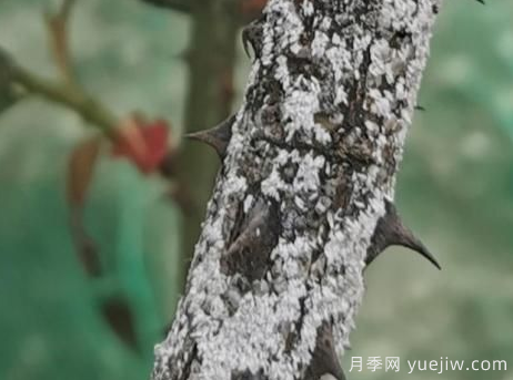 月季枝干上有許多小白點，可能是桑盾蚧在危害(圖3)