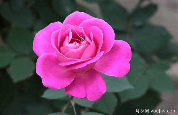 月季花越開(kāi)越小的2個(gè)主要原因(圖1)