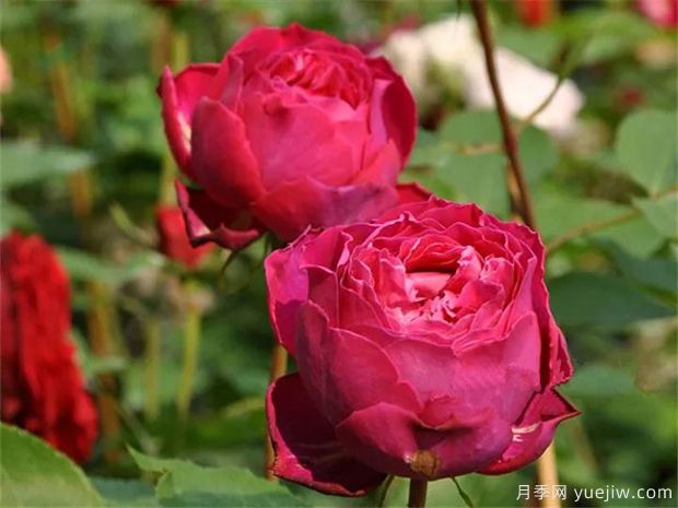 伊芙芳香花園月季/情迷芳香月季(圖2)