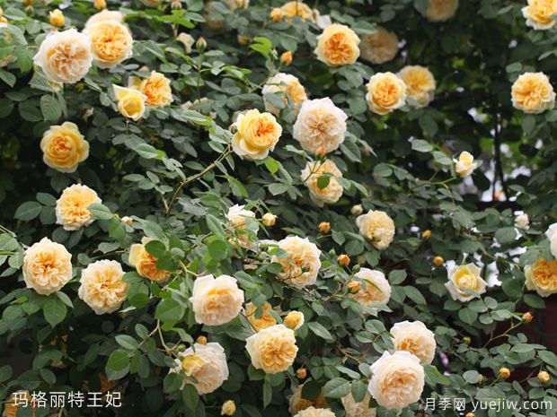 推薦10個(gè)花期***長(zhǎng)的藤本月季品種(圖6)