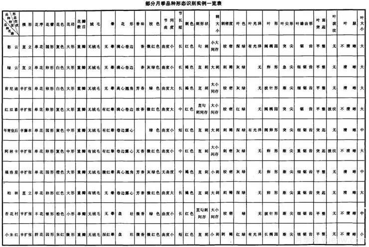 如何快速識(shí)別月季品種？(圖1)