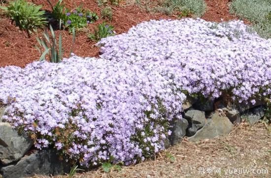 除了地被月季，還有適合在花園種植的20種地被植物(圖1)