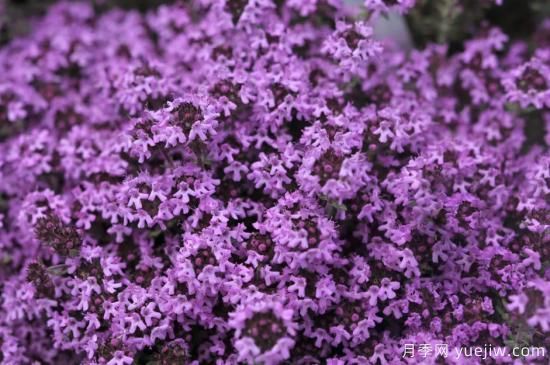 除了地被月季，還有適合在花園種植的20種地被植物(圖5)