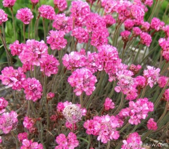 除了地被月季，還有適合在花園種植的20種地被植物(圖6)