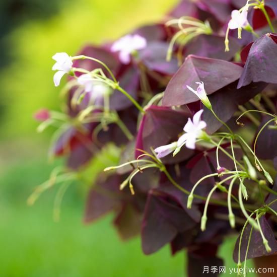 除了地被月季，還有適合在花園種植的20種地被植物(圖7)