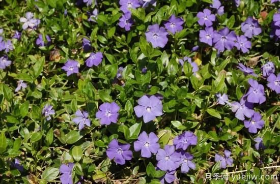 除了地被月季，還有適合在花園種植的20種地被植物(圖9)