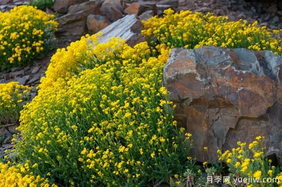 除了地被月季，還有適合在花園種植的20種地被植物(圖10)