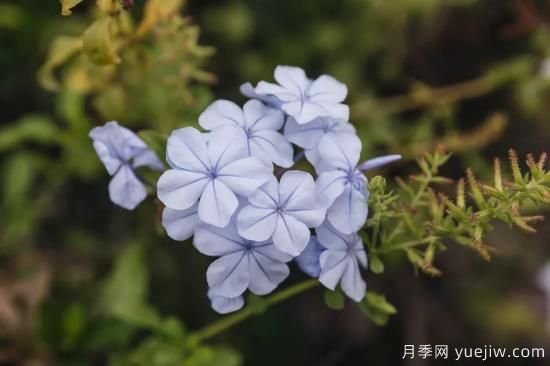 除了地被月季，還有適合在花園種植的20種地被植物(圖13)