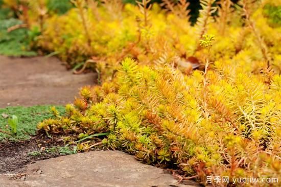 除了地被月季，還有適合在花園種植的20種地被植物(圖15)