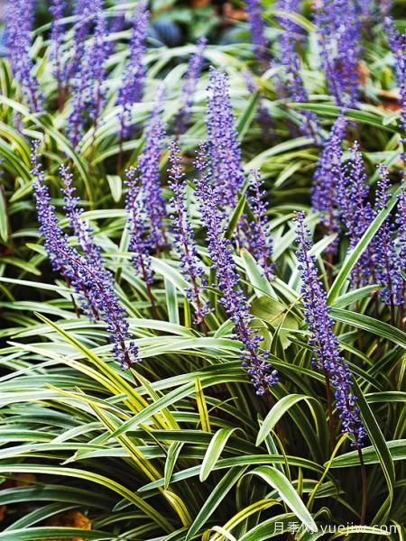 除了地被月季，還有適合在花園種植的20種地被植物(圖19)