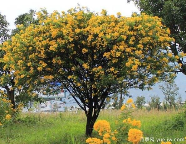 黃花槐有望成為北方地區(qū)花灌木中的后起之秀(圖1)